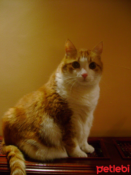 Sarman, Kedi  Sütlaç fotoğrafı
