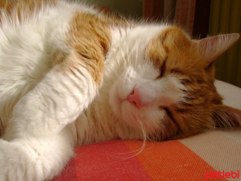 Sarman, Kedi  Sütlaç fotoğrafı