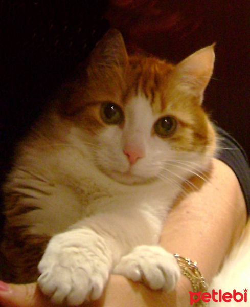 Sarman, Kedi  Sütlaç fotoğrafı