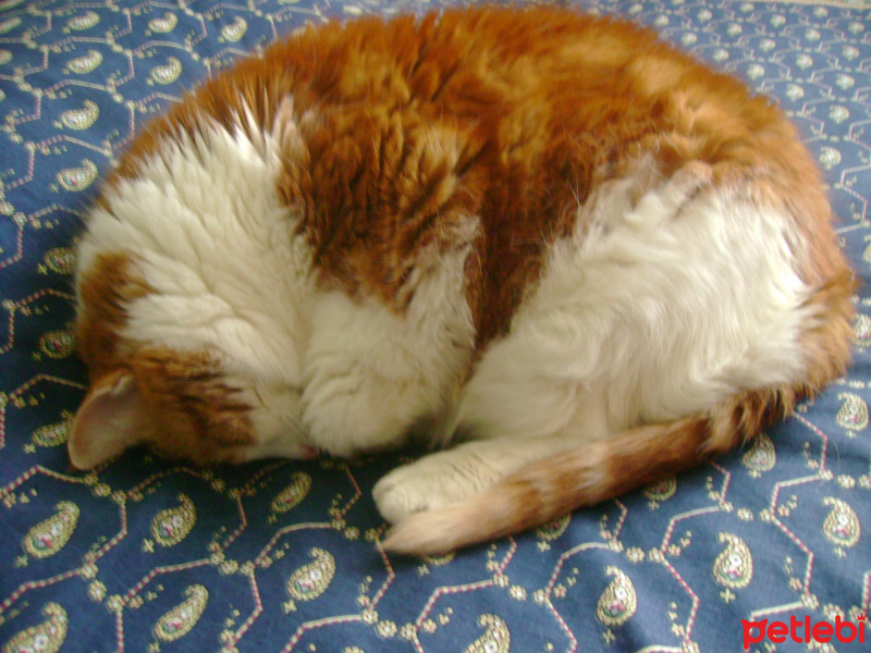 Sarman, Kedi  Sütlaç fotoğrafı