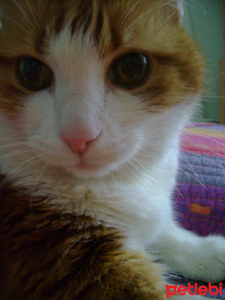 Sarman, Kedi  Sütlaç fotoğrafı