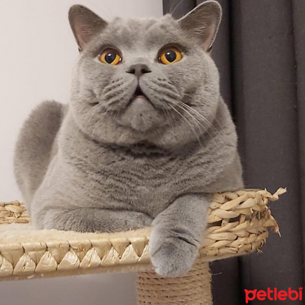 British Shorthair, Kedi  Rüya fotoğrafı