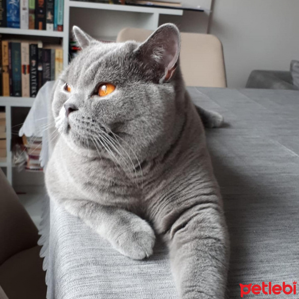 British Shorthair, Kedi  Rüya fotoğrafı