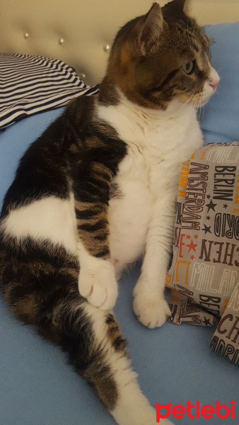 Tekir Kedi, Kedi  Zeytin fotoğrafı