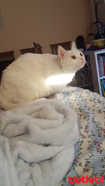 Ankara Kedisi, Kedi  pamuk fotoğrafı