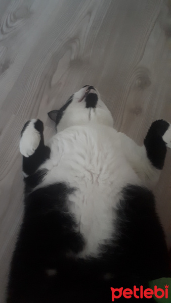 Tuxedo (Smokin) Kedi, Kedi  Şeker fotoğrafı