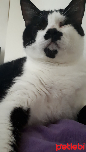 Tuxedo (Smokin) Kedi, Kedi  Şeker fotoğrafı