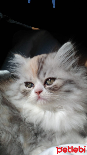 Chinchilla, Kedi  Gofret fotoğrafı