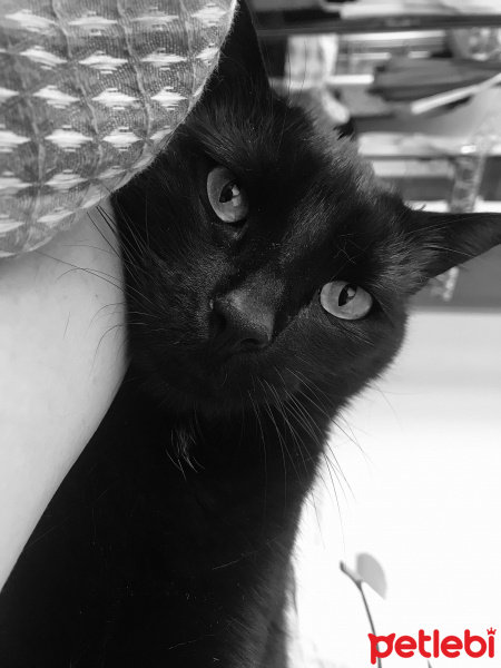 Tekir Kedi, Kedi  Vızır fotoğrafı