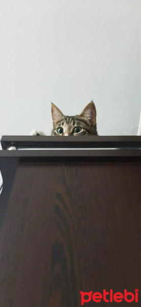 Tekir Kedi, Kedi  Güllü fotoğrafı