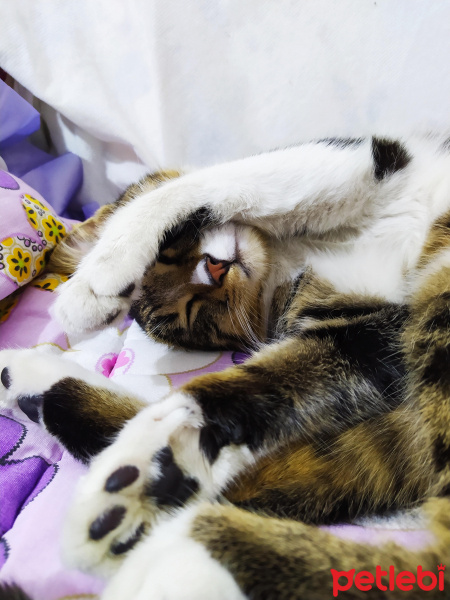 Tekir Kedi, Kedi  Güllü fotoğrafı