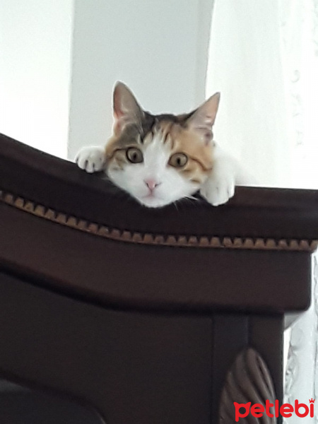 Tekir Kedi, Kedi  Miya fotoğrafı