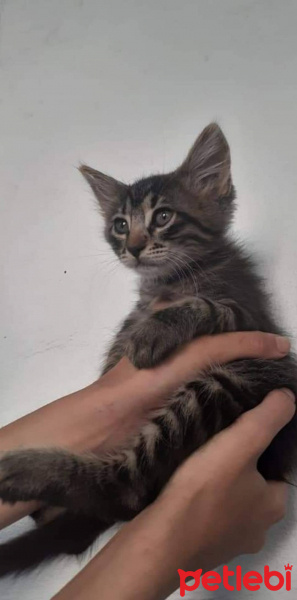 Tekir Kedi, Kedi  Yumak fotoğrafı