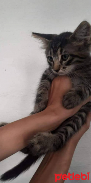 Tekir Kedi, Kedi  Yumak fotoğrafı