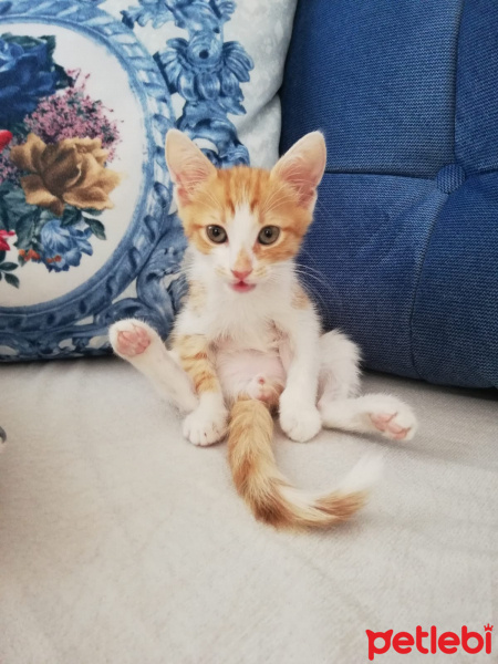 Sarman, Kedi  Tesla fotoğrafı