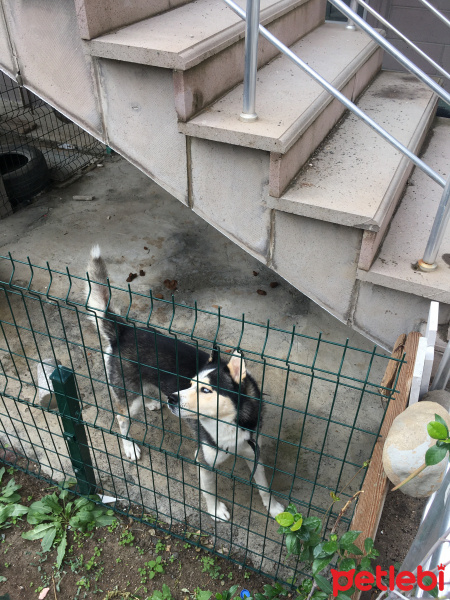 Sibirya Kurdu (Husky), Köpek  Paşa fotoğrafı