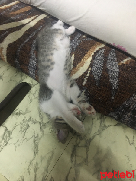 Tekir Kedi, Kedi  Şanslı fotoğrafı