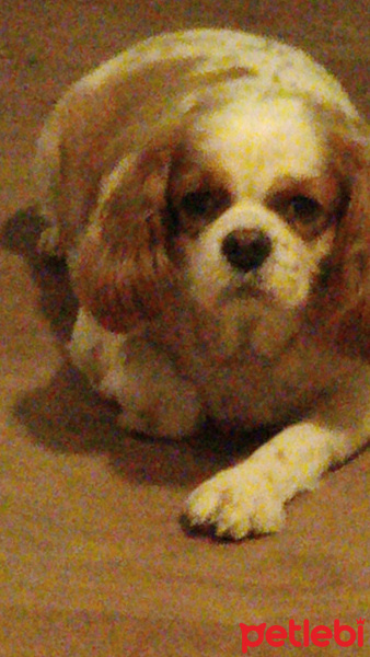 Cavalier King Charles Spanieli, Köpek  Tarçın fotoğrafı