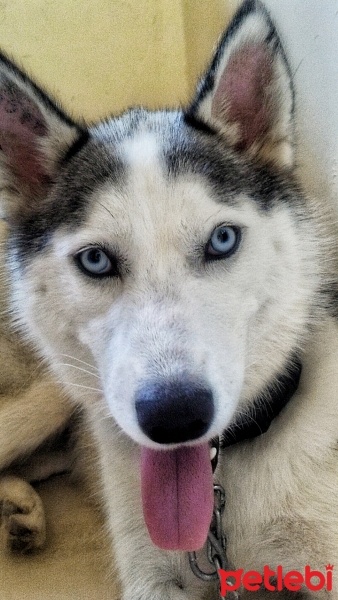 Sibirya Kurdu (Husky), Köpek  Ice fotoğrafı