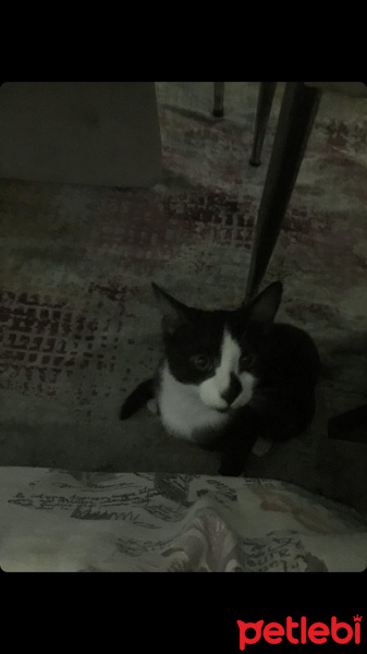 Tekir Kedi, Kedi  Pipet fotoğrafı