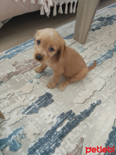 Amerikan Cocker Spaniel, Köpek  Tarçın fotoğrafı