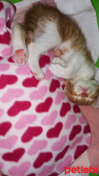 Sarman, Kedi  Mahzun fotoğrafı