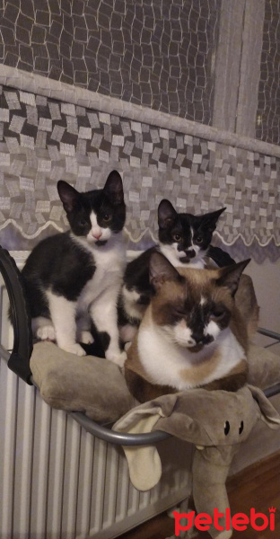 Tuxedo (Smokin) Kedi, Kedi  KediJim fotoğrafı