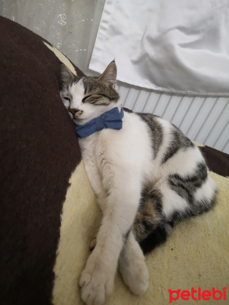 Tekir Kedi, Kedi  Şila fotoğrafı