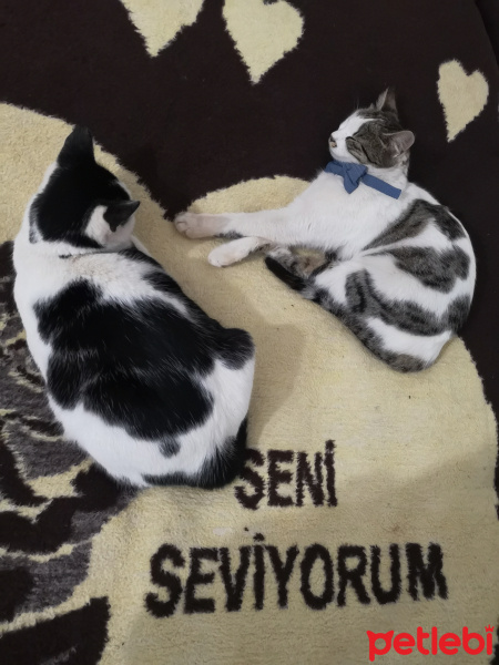 Tekir Kedi, Kedi  Şila fotoğrafı