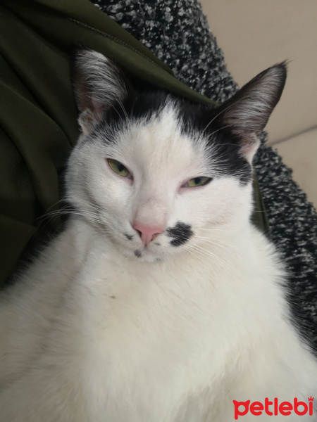 Tekir Kedi, Kedi  İzoş fotoğrafı