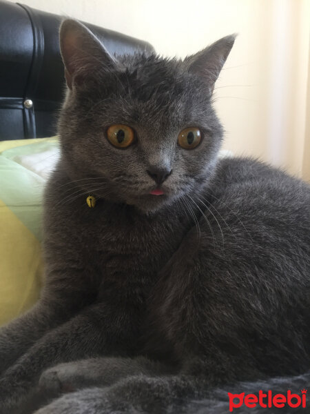 British Shorthair, Kedi  Hera fotoğrafı