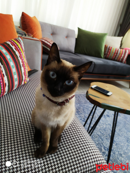 Siyam Kedisi, Kedi  Mişa fotoğrafı