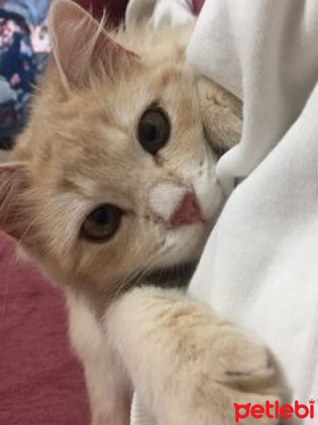 Ankara Kedisi, Kedi  BALIM fotoğrafı