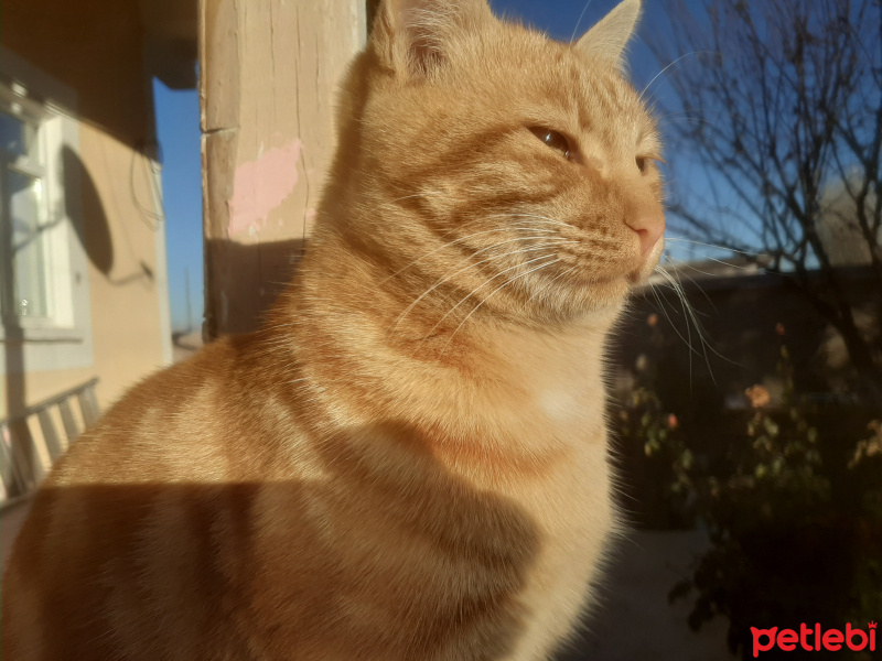 Sarman, Kedi  Mırnav fotoğrafı