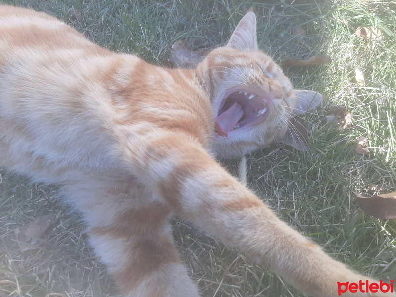 Sarman, Kedi  Mırnav fotoğrafı