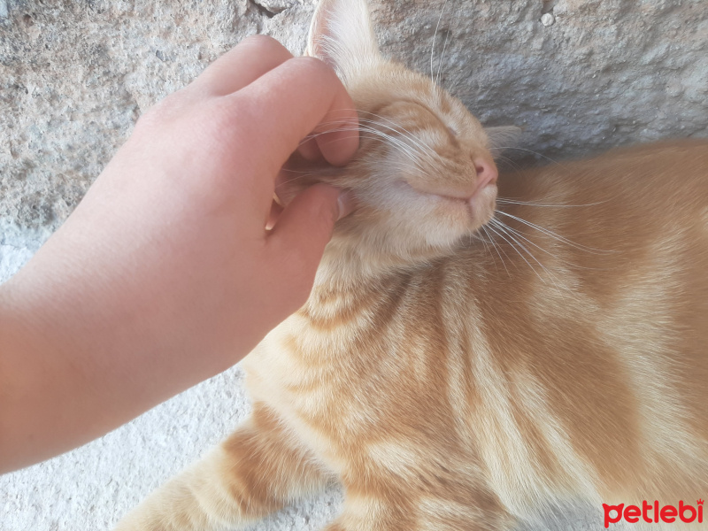 Sarman, Kedi  Mırnav fotoğrafı