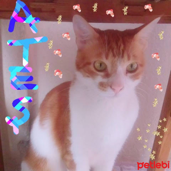 Tekir Kedi, Kedi  Ateş fotoğrafı