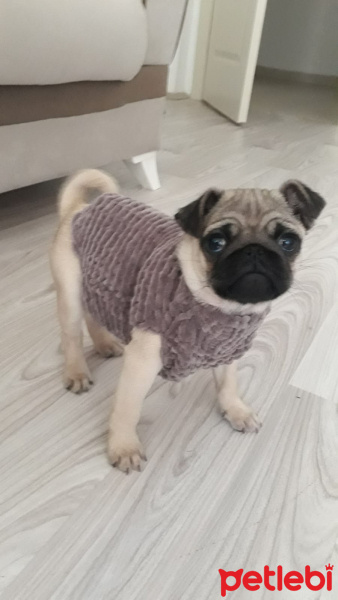Pug, Köpek  Hera fotoğrafı