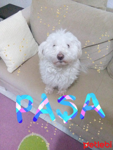 Maltese, Köpek  Paşa fotoğrafı