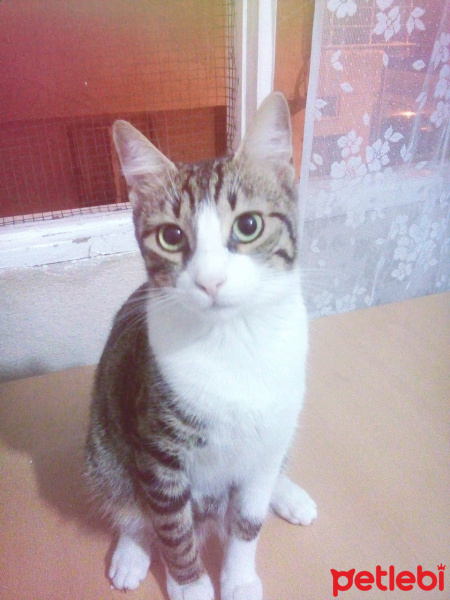 Tekir Kedi, Kedi  Eylül fotoğrafı
