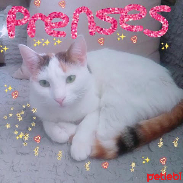Tekir Kedi, Kedi  Prenses fotoğrafı