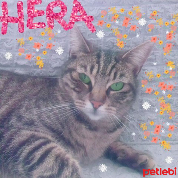Tekir Kedi, Kedi  Hera fotoğrafı