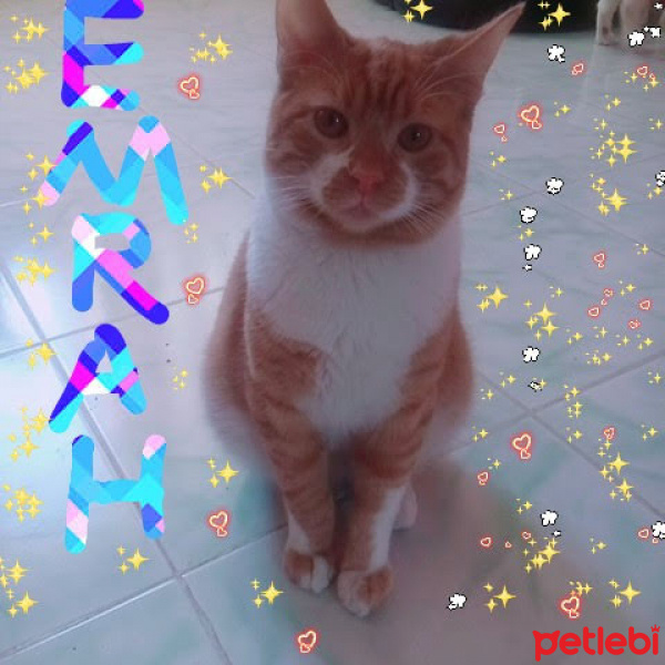 Sarman, Kedi  Emrah fotoğrafı