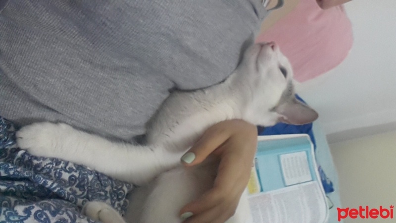 Tekir Kedi, Kedi  ponçik fotoğrafı