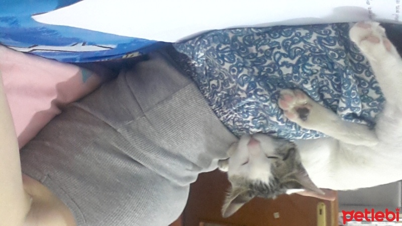 Tekir Kedi, Kedi  ponçik fotoğrafı