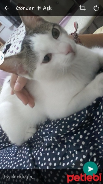 Tekir Kedi, Kedi  ponçik fotoğrafı