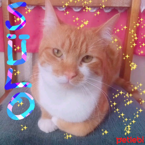 Sarman, Kedi  Sülo fotoğrafı