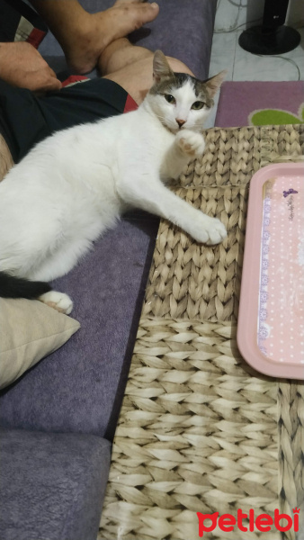 Tekir Kedi, Kedi  Sinba fotoğrafı