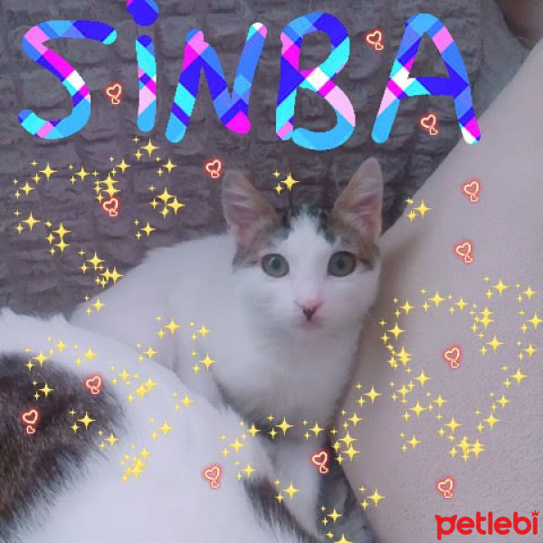 Tekir Kedi, Kedi  Sinba fotoğrafı