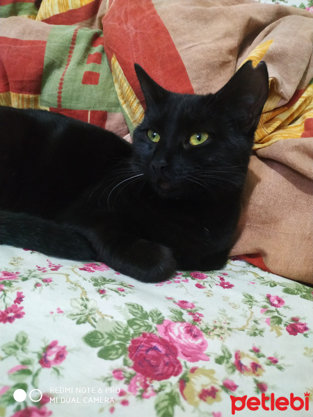 Bombay, Kedi  Gece fotoğrafı